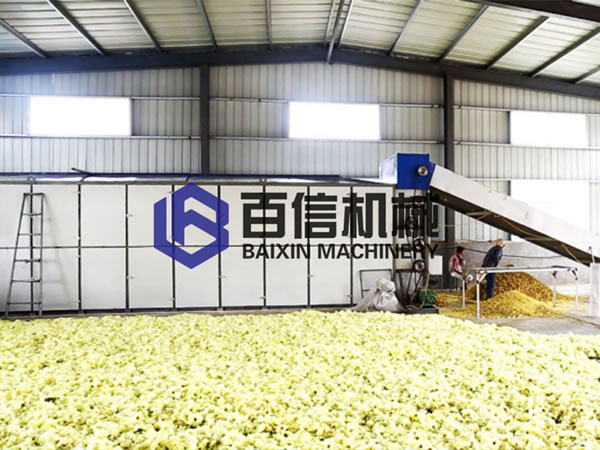 心行精品：新疆维吾尔自治区的黄蜀葵烘干技术助力灵芝产业 